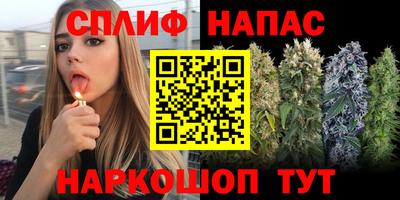 сатива Камышлов